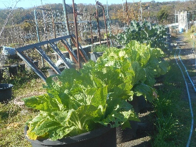 冬野菜の収穫と試食