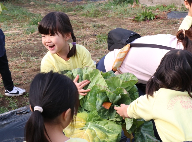 キャベツの収穫