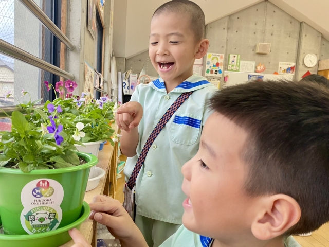 パンジーの栽培