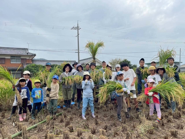 稲刈り、はざかけ