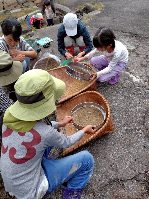 足踏み脱穀と唐箕かけ