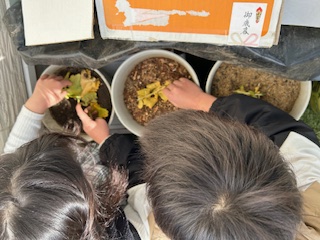 コンポストの確認とじゃがいも植え付け