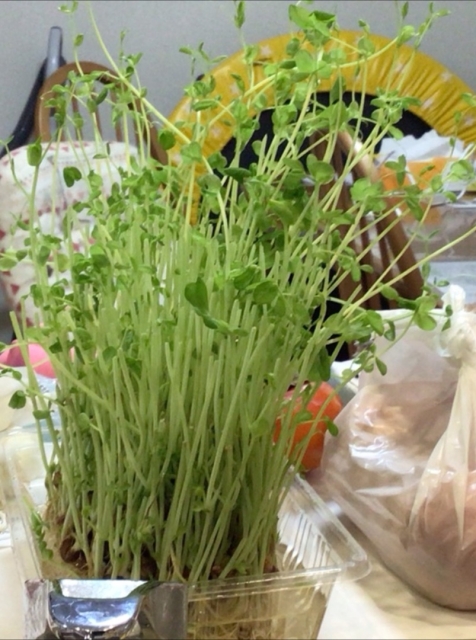 切っても生える豆苗