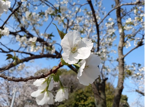 花見大会
