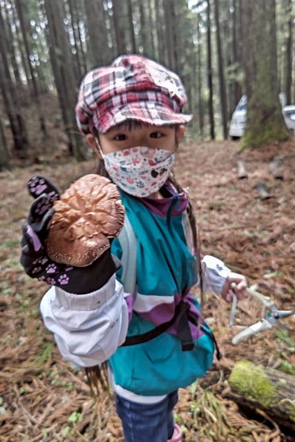 シイタケ収穫&駒打ち