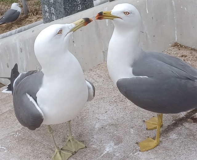蕪島のウミネコの観察とみちのく潮風トレイル清掃活動