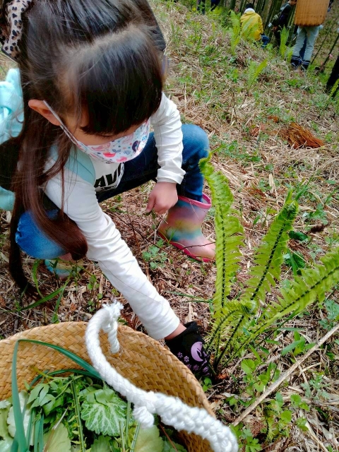 春の山菜採り