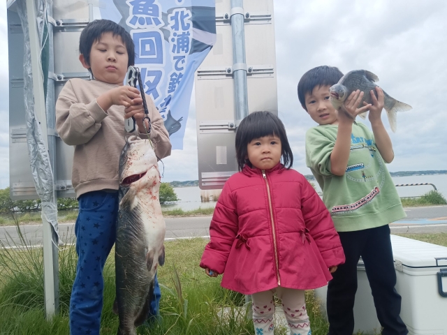 アメリカナマズ207kg