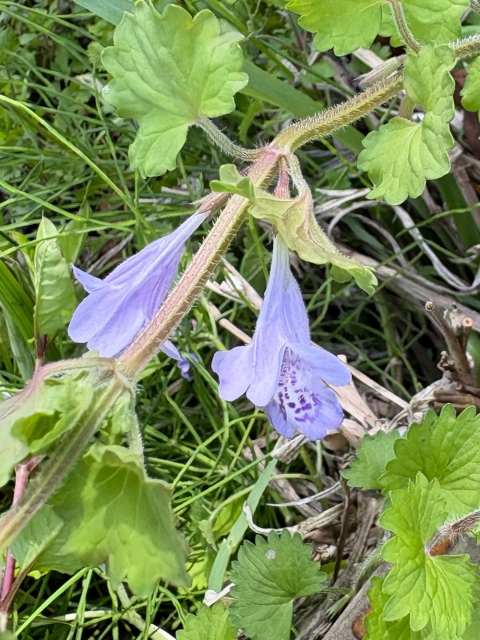 ビオトープで自然観察