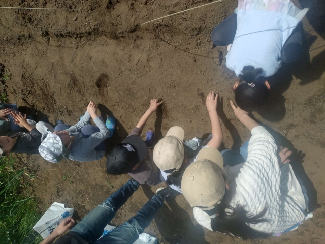 里芋の植え付け