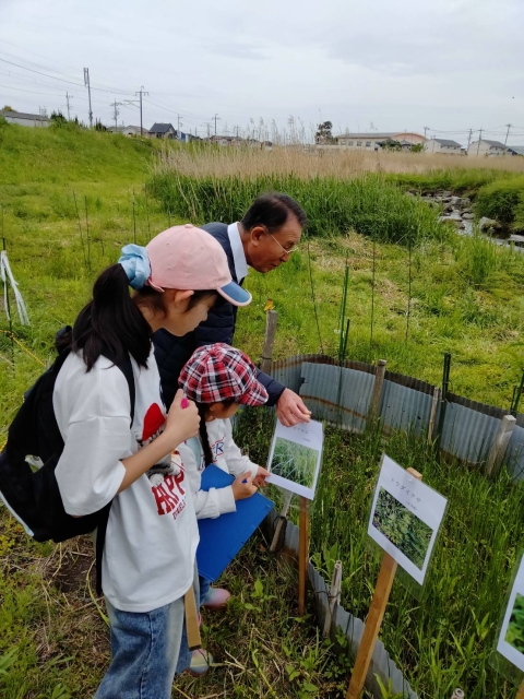 男井戸川調整池ビオトープ見学