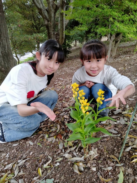 絶滅危惧種キンラン生息地見学