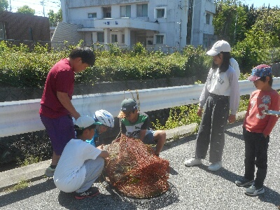 神戸市アカミミガメ防除活動