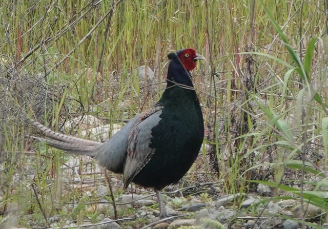 定例野鳥観察