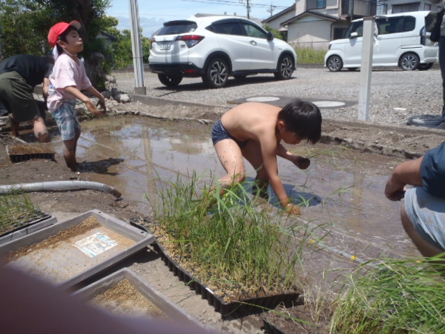 田植えと春野菜の収穫