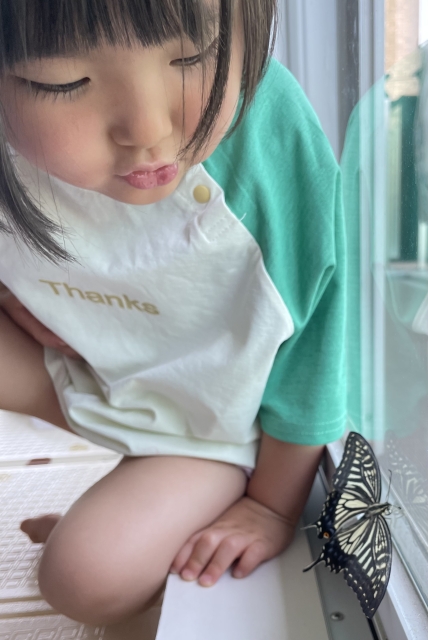 あおむしが蝶々になったよ！