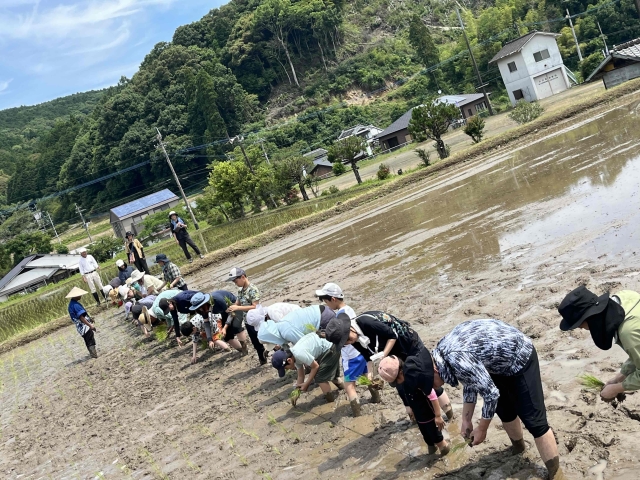 お田植体験会