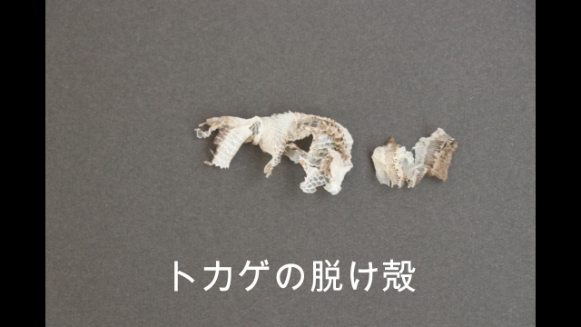 トカゲの脱け殻の観察