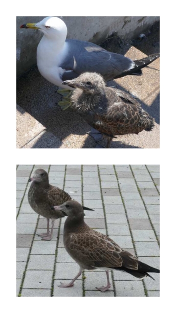 蕪島のウミネコ観察と蕪島海浜公園の清掃活動