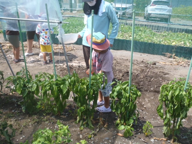 夏野菜を収穫してピザづくりにチャレンジ！