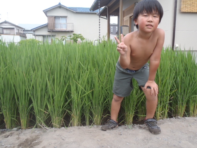 １坪田んぼの稲の観察