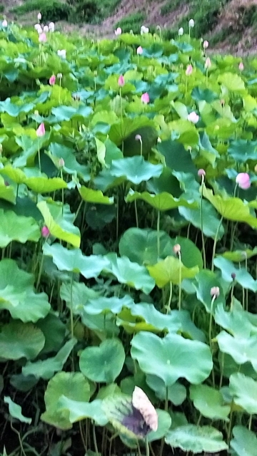 あかぼり蓮園見学