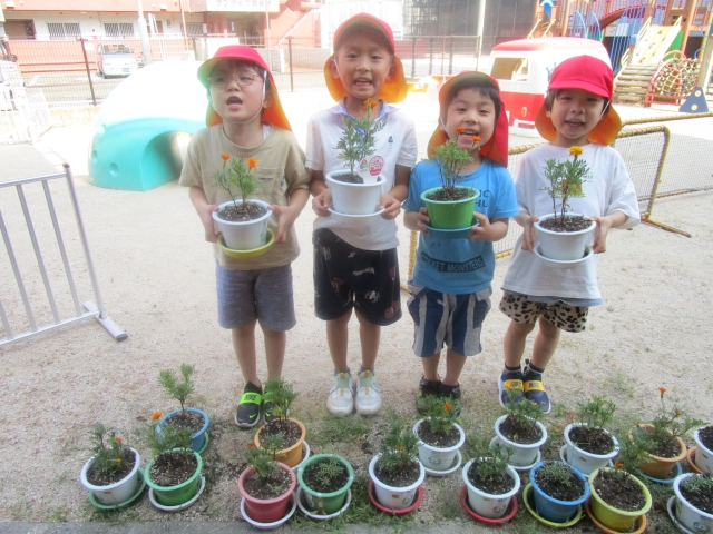 エコ植木鉢のマリーゴールドの花が咲きました