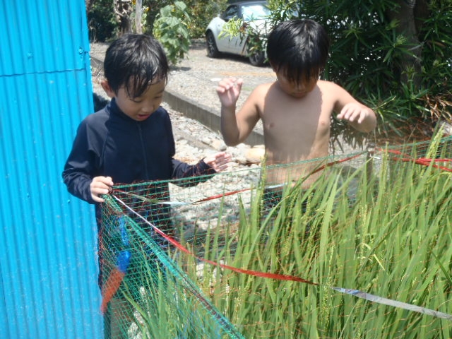 稲の観察と水遊び