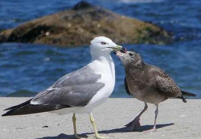 蕪島のウミネコ観察と蕪島海浜公園の清掃活動