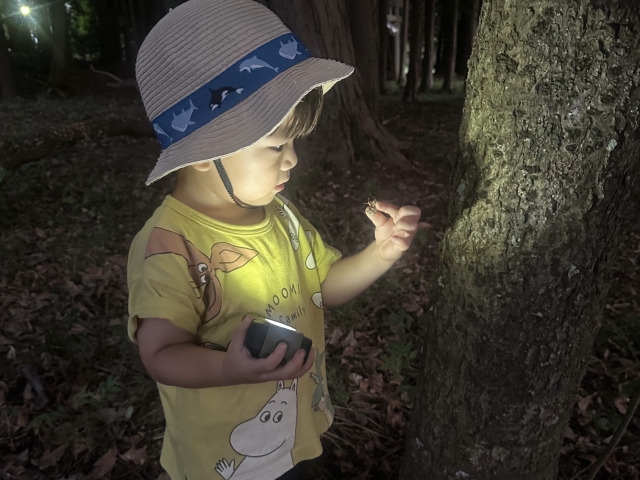 セミの幼虫を探そう！夜の昆虫＆羽化観察