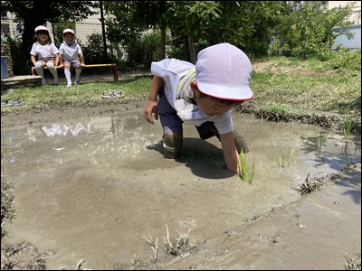 田植え