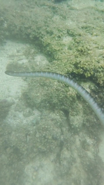 石垣島の海の生物調査