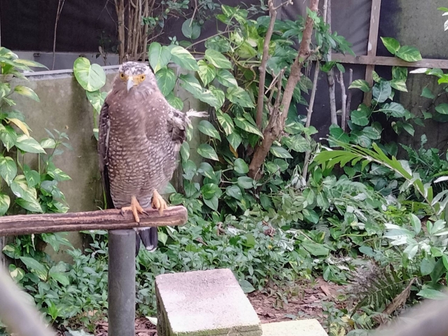 石垣やいま村見学