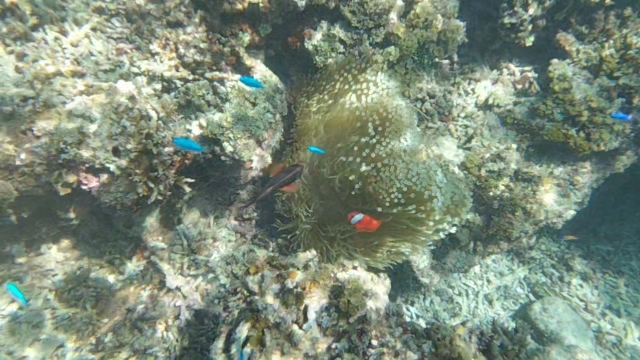 続！石垣島の海の生物調査